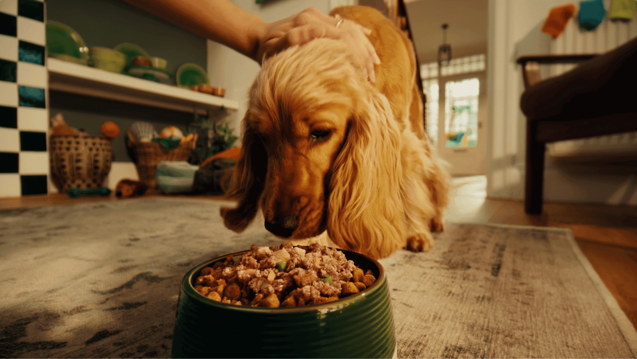 Golden Cocker Spaniel eating Harringtons wet and dry food mix from a green bowl while being petted.